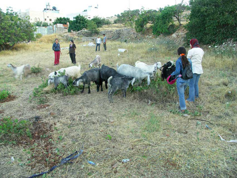 People and goats
