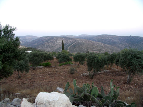 Ridged Hills and Cypress Tree