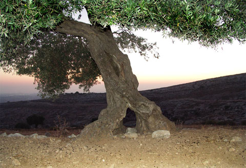 2000 Year-old olive tree